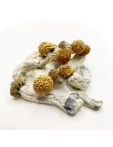 Magic Mushrooms | Buy 28g
