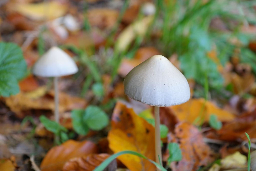 How Psilocybin Affects the Body