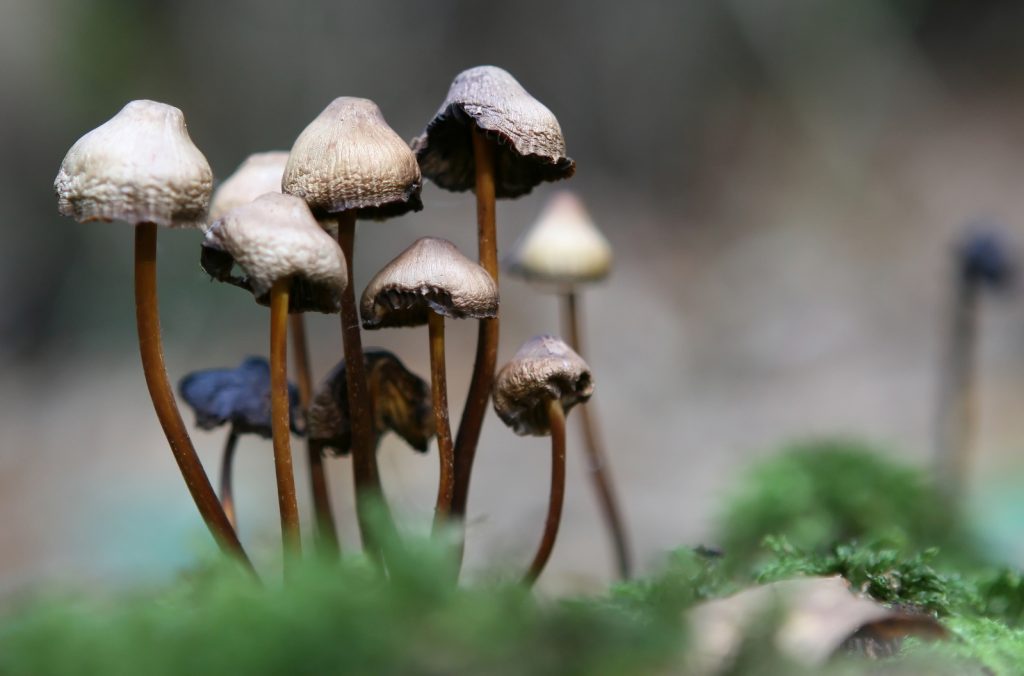 store magic mushrooms