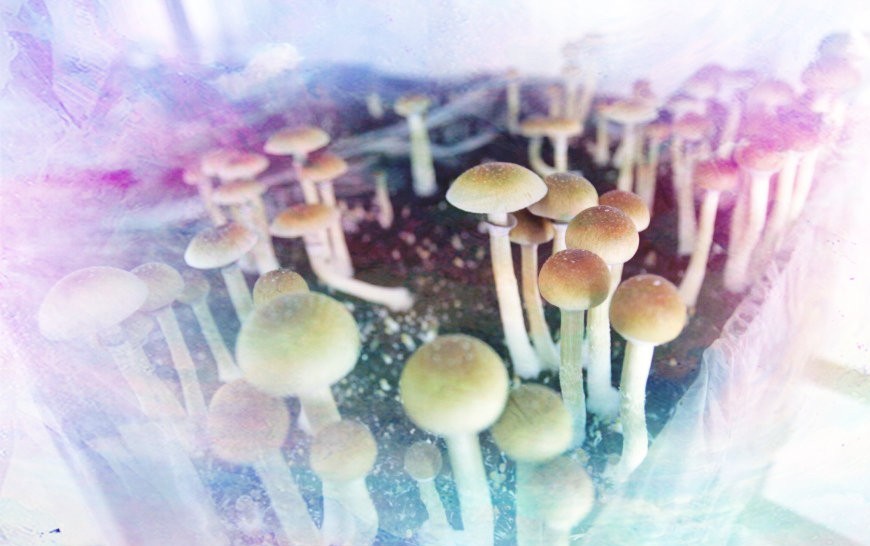 Fun Facts About Shrooms