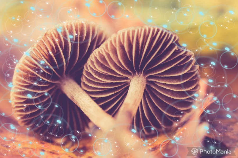 Reasons You Need To Try Microdosing Magic Mushrooms