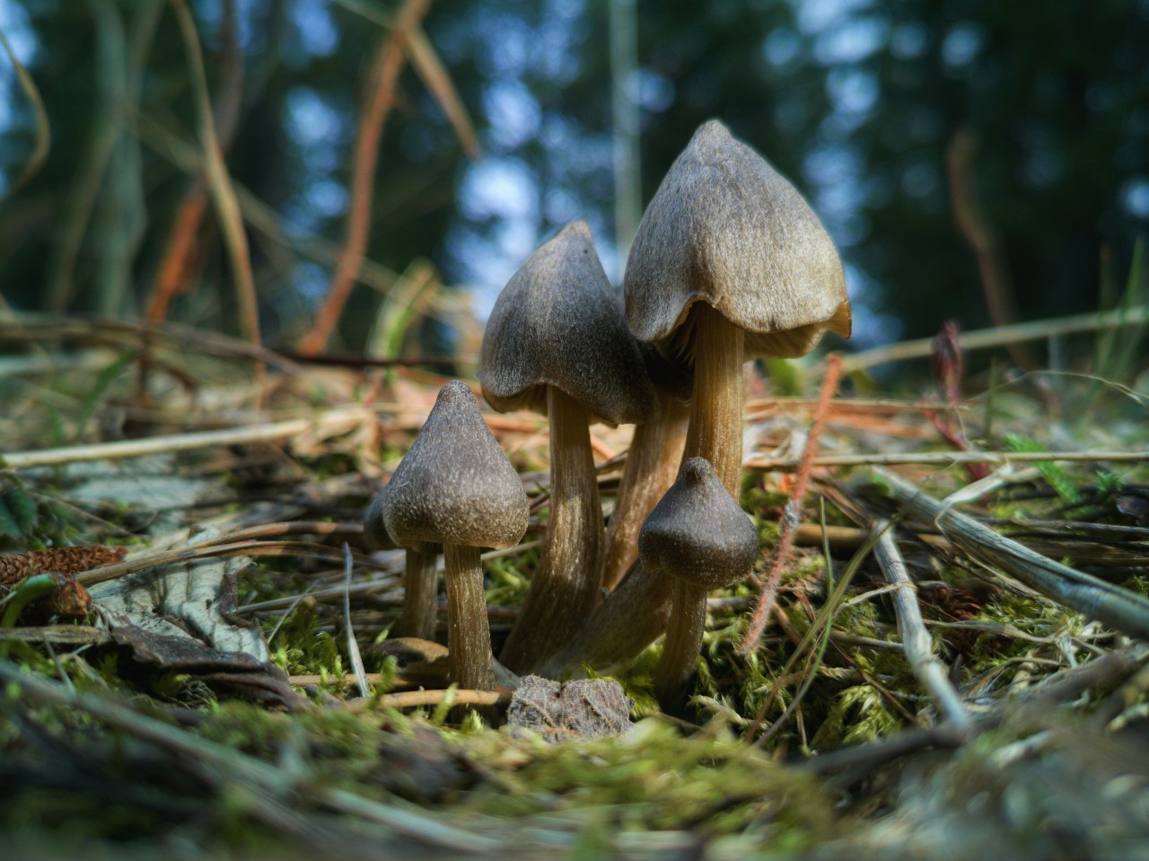 Can Mushrooms Talk