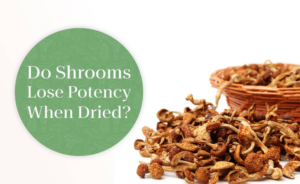 do shrooms lose potency when dried
